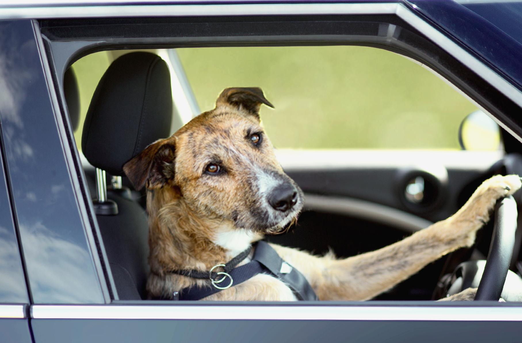 Meet Porter, the Driving Dog
