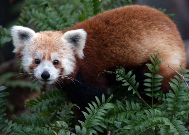 Rusty the red panda