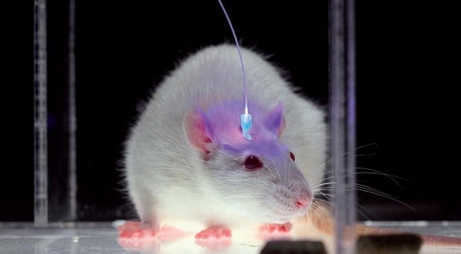 Implanting False Memories Is Possible... At Least in Mice