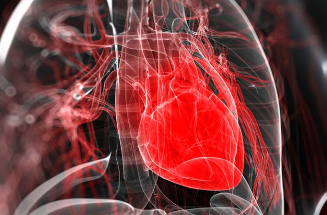 Scientists Grow Human Heart Muscle