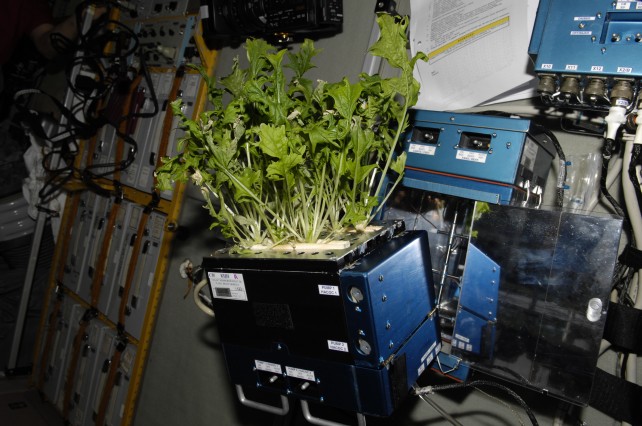NASA Grow Vegetables In SPace