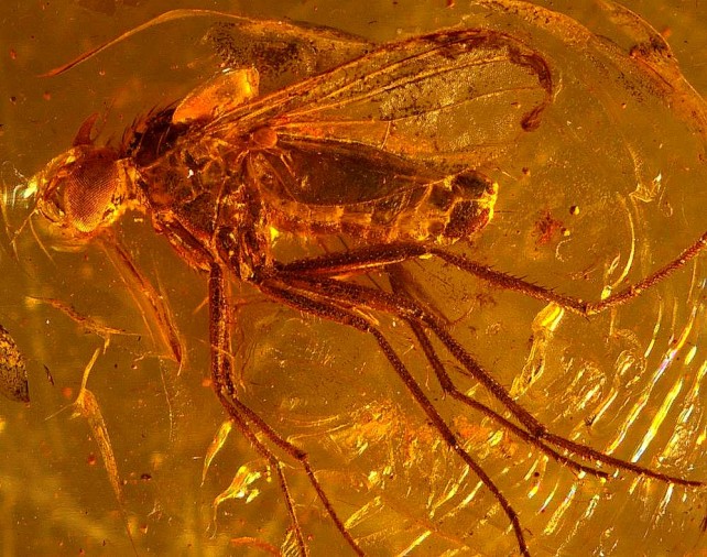 Insect fossil in amber