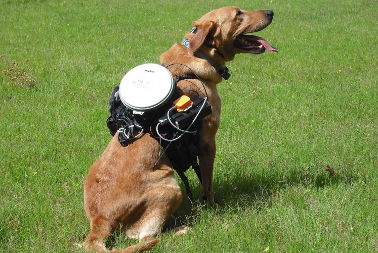 Fetch, Boy! Canine Remote Control System Invented 