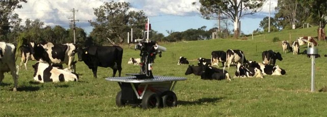 Robot Herding Cows