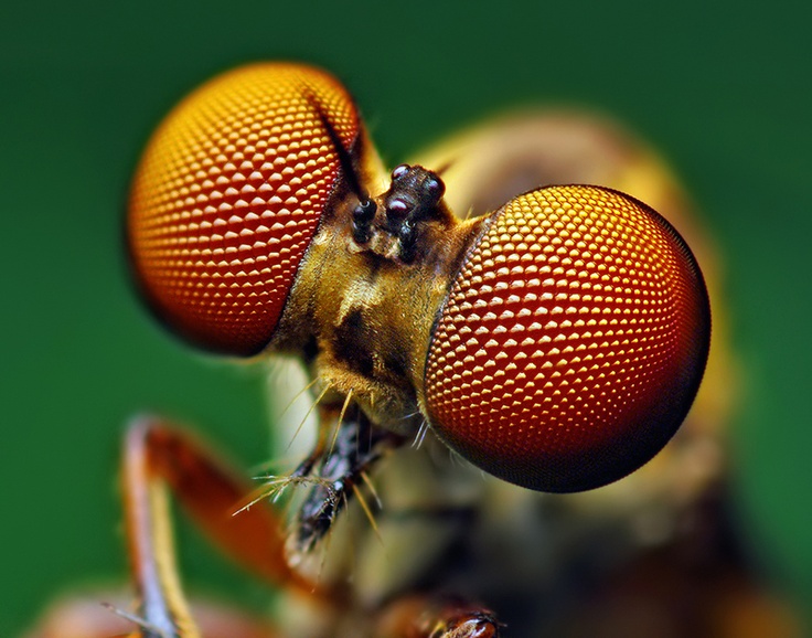 Insect close up